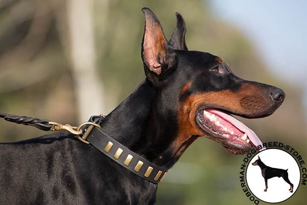 Doberman black leather collar with non-corrosive brass plated hardware for any activity