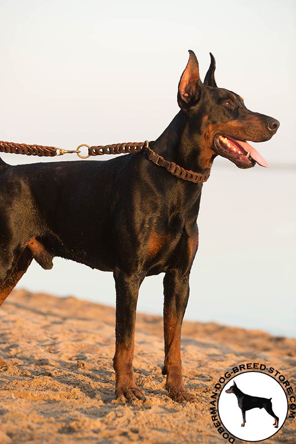 Doberman brown leather collar with rust-resistant quick release buckle for any activity