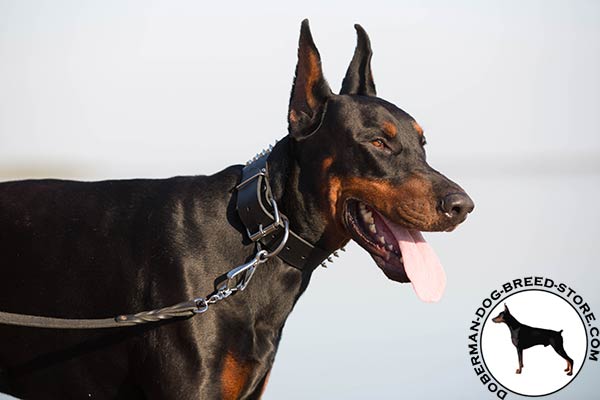 Doberman black leather collar with rust-resistant fittings for walking