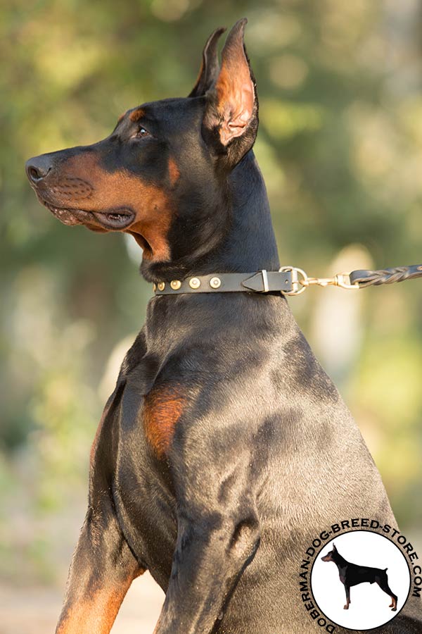 Doberman black leather collar with reliable brass plated hardware for walking