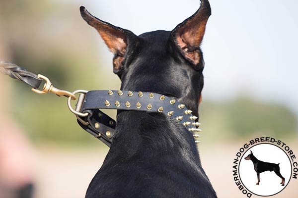Doberman black leather collar with rust-free hardware for pulling activity