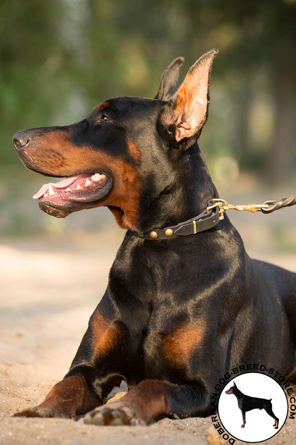 Doberman black leather collar with non-corrosive fittings for walking