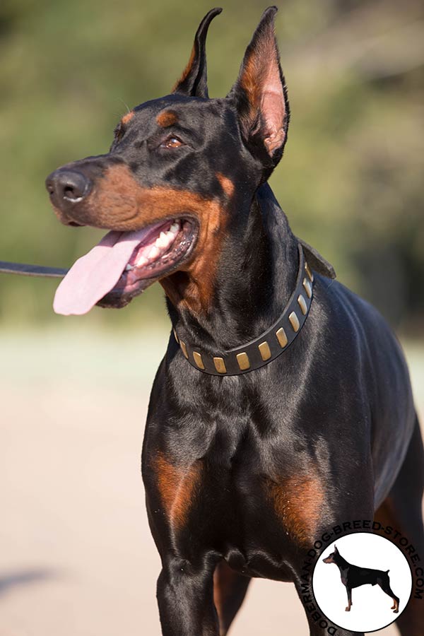 Doberman black leather collar with strong fittings for daily walks