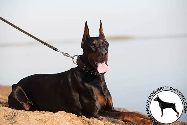 Doberman brown leather collar of classic design with d-ring for leash attachment for pulling activity