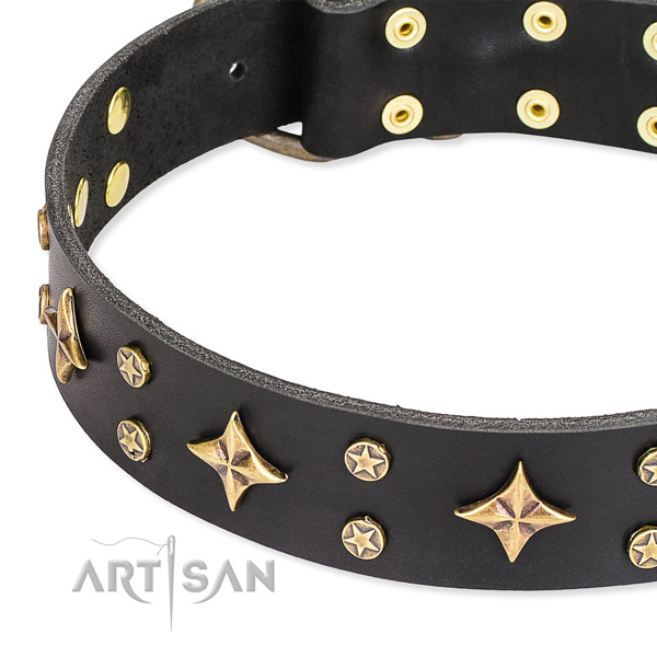 Full grain leather dog collar with exceptional studs