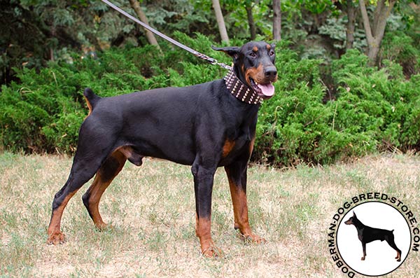 Wide genuine leather collar for Doberman breed