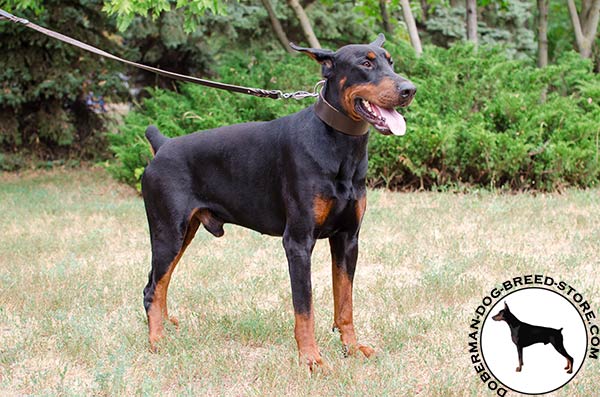 Easy to use Doberman collar with traditional buckle
