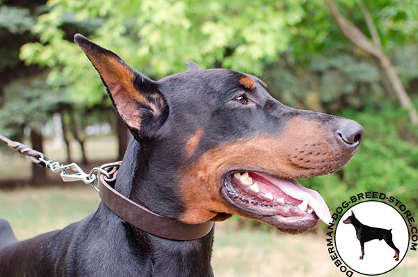 Totally safe leather collar for Doberman