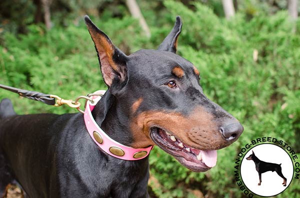 Female pink leather collar for Doberman breed