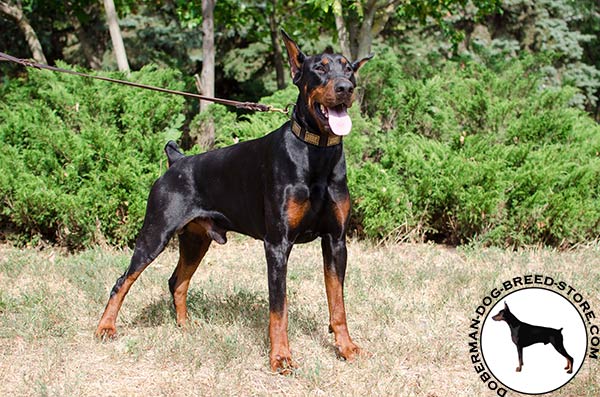 Sophisticated Doberman collar made of quality materials