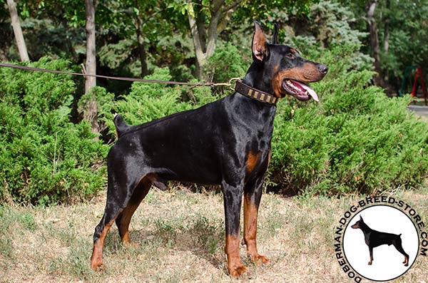 Durable natural leather collar for Doberman 