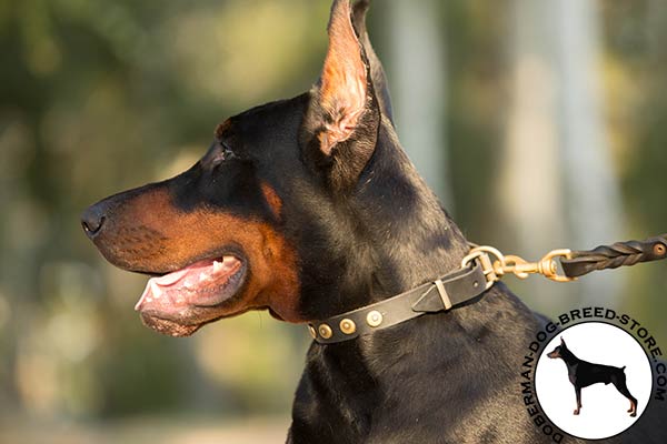 Decorated leather collar for Doberman