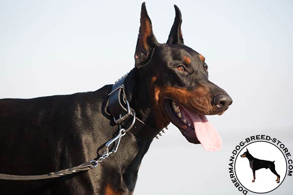Spiked Doberman collar with nickel plated fittings
