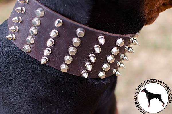 Nickel plated spikes and pyramids on collar for Doberman