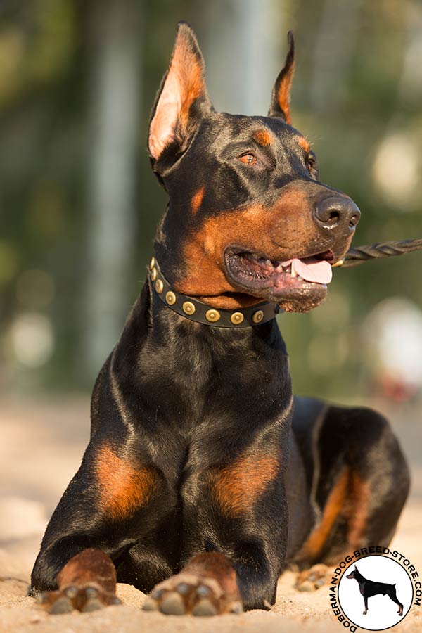 Appealing Doberman collar with amazing decorations