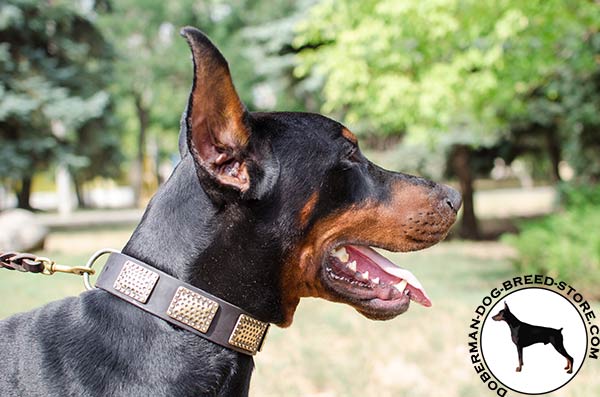 Stylish leather Doberman collar for dog education