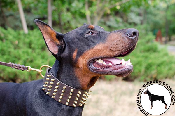 Dependable and strong leather collar for Doberman