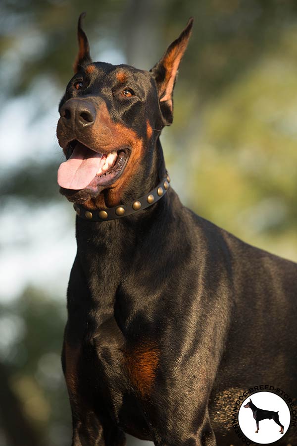 Leather Doberman collar for different activities