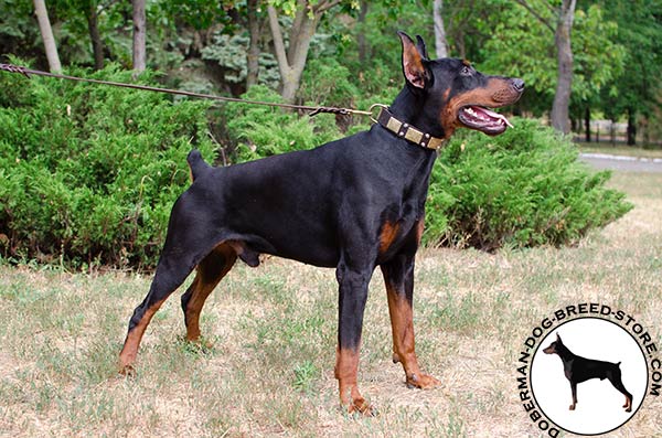 Reliable and strong collar for Doberman