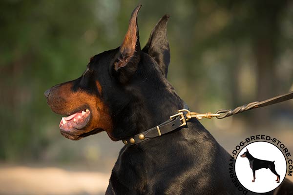 Doberman collar with holes for better adjustment