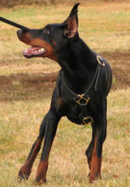 Doberman Pinscher Luxury handcrafted leather dog harness