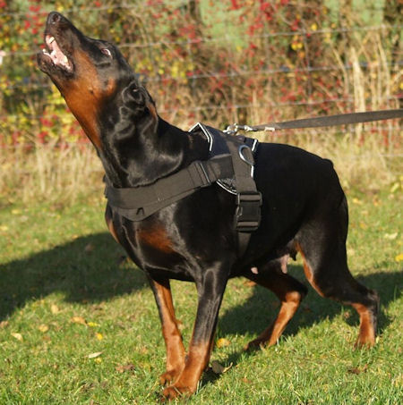 Doberman Training Dog Harness - Working dog Harness for Doberman