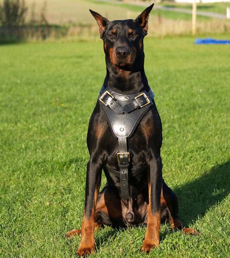 DOBERMAN adjustable dog harness - H1