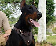 Agitation/Protection Leather Dog Harness for Doberman Pinscher