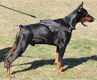 Nylon multi-purpose dog harness for tracking/pulling with handle