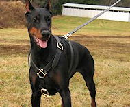 Luxury handcrafted leather dog harness made To Fit Doberman