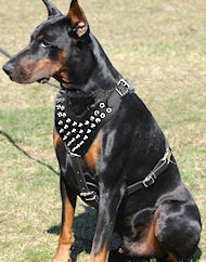 Spike Leather Dog Harness made for fit Doberman Pinscher