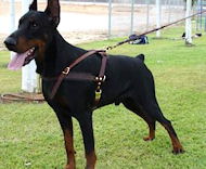 Tracking / Pulling / Agitation Leather Dog Harness For Doberman