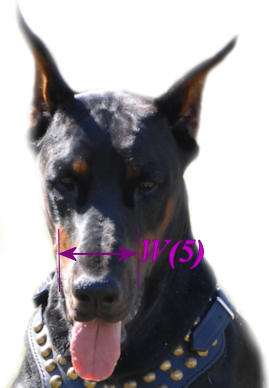 To choose the most accurate size muzzle and avoid additional shipping costs for exchanges, it is necessary that you measure your dog's snout circumference