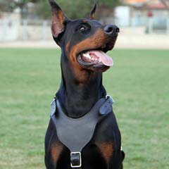 Easy handling well-made leather dog harness