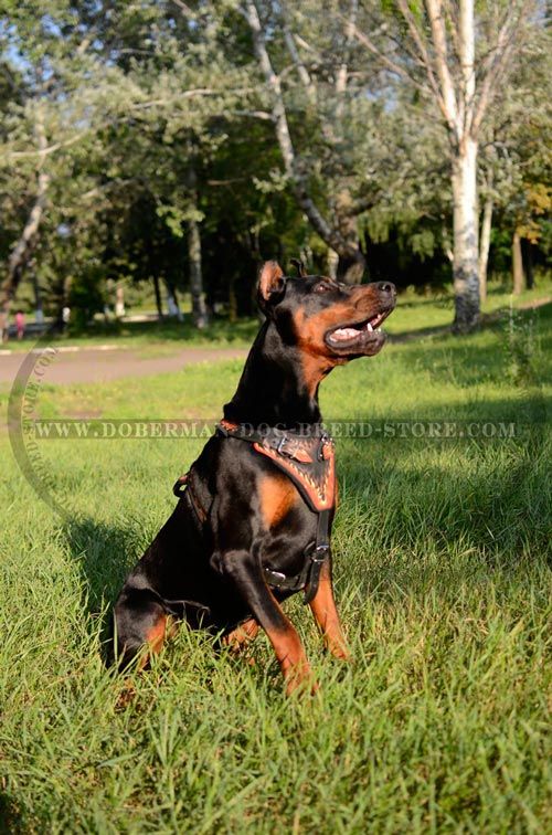 Exclusive Leather Doberman Harness for Walks in Style