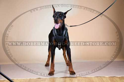 Wonderful Leather Dog Harness for Dobermans