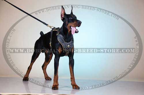 Royal Leather Canine Harness for Fashionable Dobermans