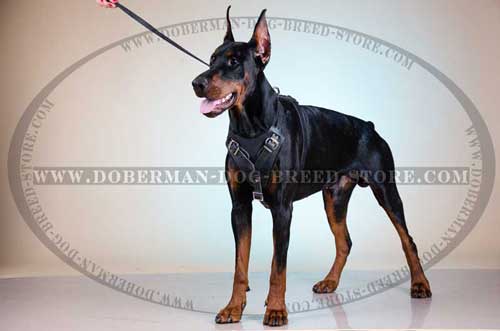 Protective Leather Canine Harness for Dobermans 