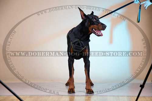 Specialized Nylon Canine Harness for Dobermans with Small Breat Plate