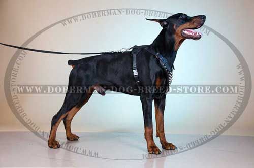 The Studded Leather Canine Harness for Dobermans with Y-Shaped Breast Plate