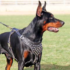 Professional wonderful leather dog harness with spikes