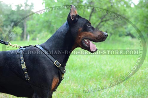 Superior Doberman Leather Dog Harness