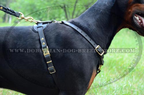 Easy-To-Use Doberman Dog Leather Harness