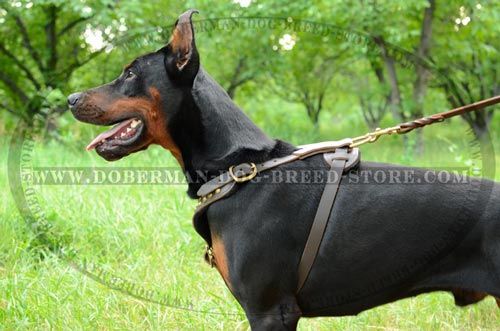 Studded Doberman Leather Dog Harness