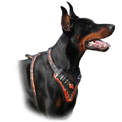 Doberman wearing Harness with Strong Leather Straps