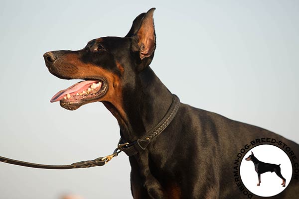 Doberman leather leash with rustless brass plated hardware for better comfort