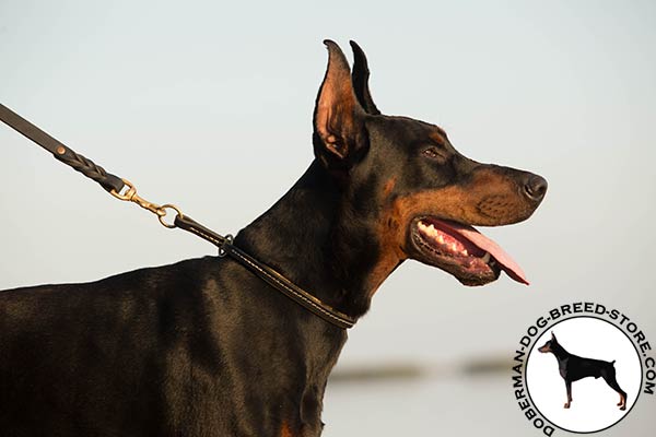 Doberman leather leash of lightweight material with brass plated hardware for daily activity
