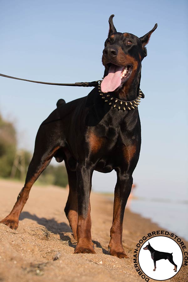 Doberman leather leash with duly riveted hardware for daily walks