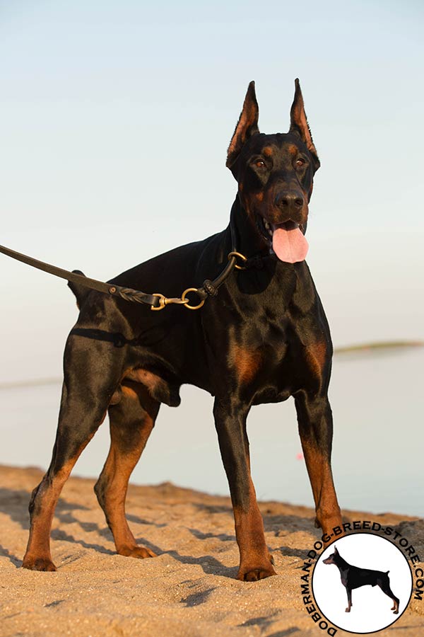 Doberman leather leash of genuine materials with brass plated hardware for basic training
