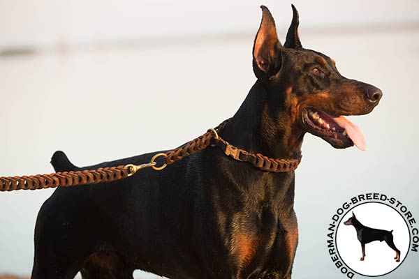 Doberman leather leash with durable brass plated hardware for basic training